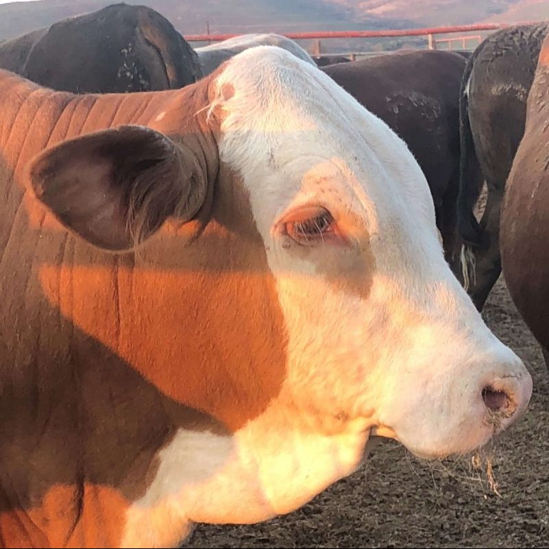 Crown Beef Feedlot Kraals at Renosterkop Farm