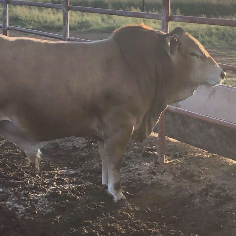 Precision Feeding Formulations