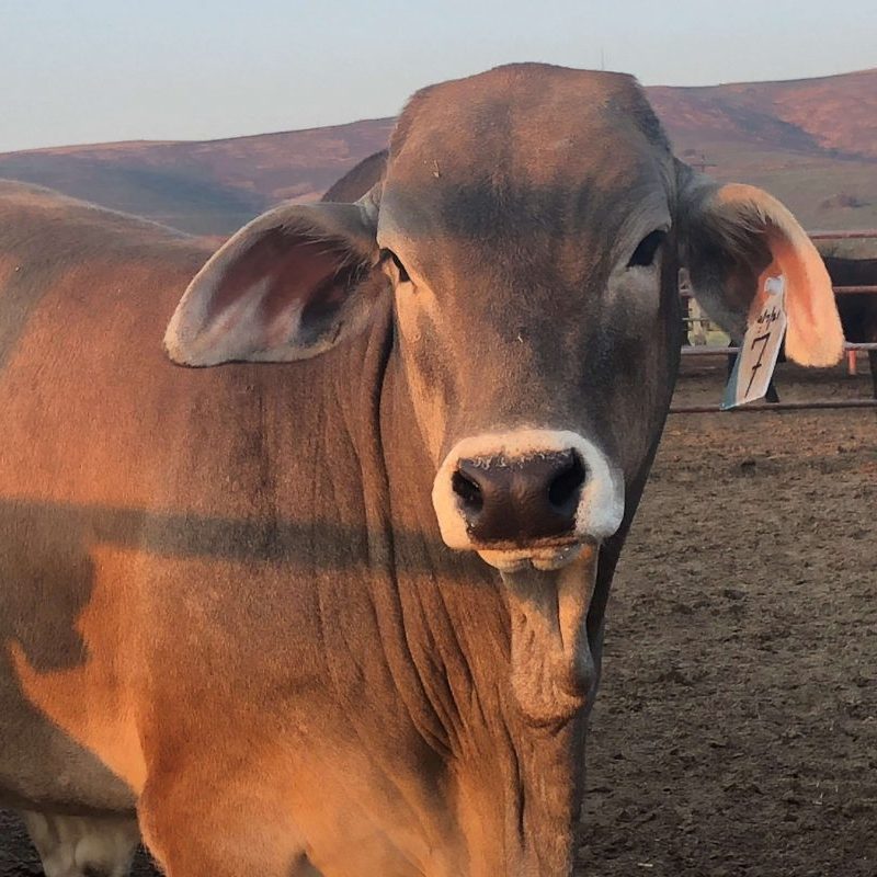 Health Inspected Cattle Herd