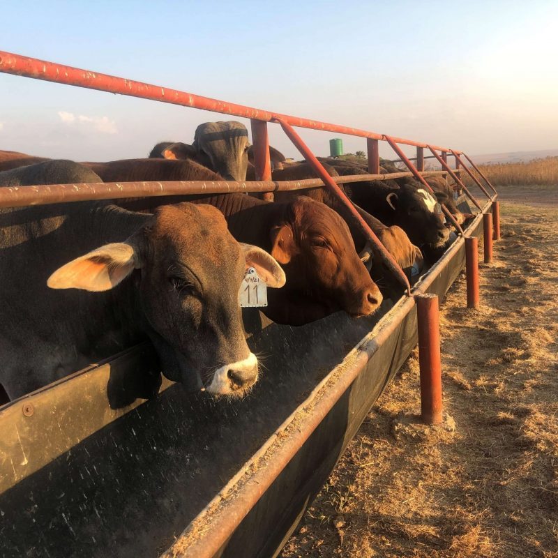 Feedlot Infrastructure Renosterkop